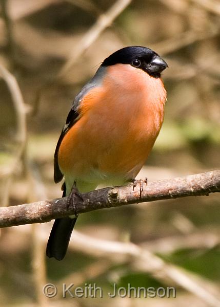 (M) Bullfinch 3.jpg